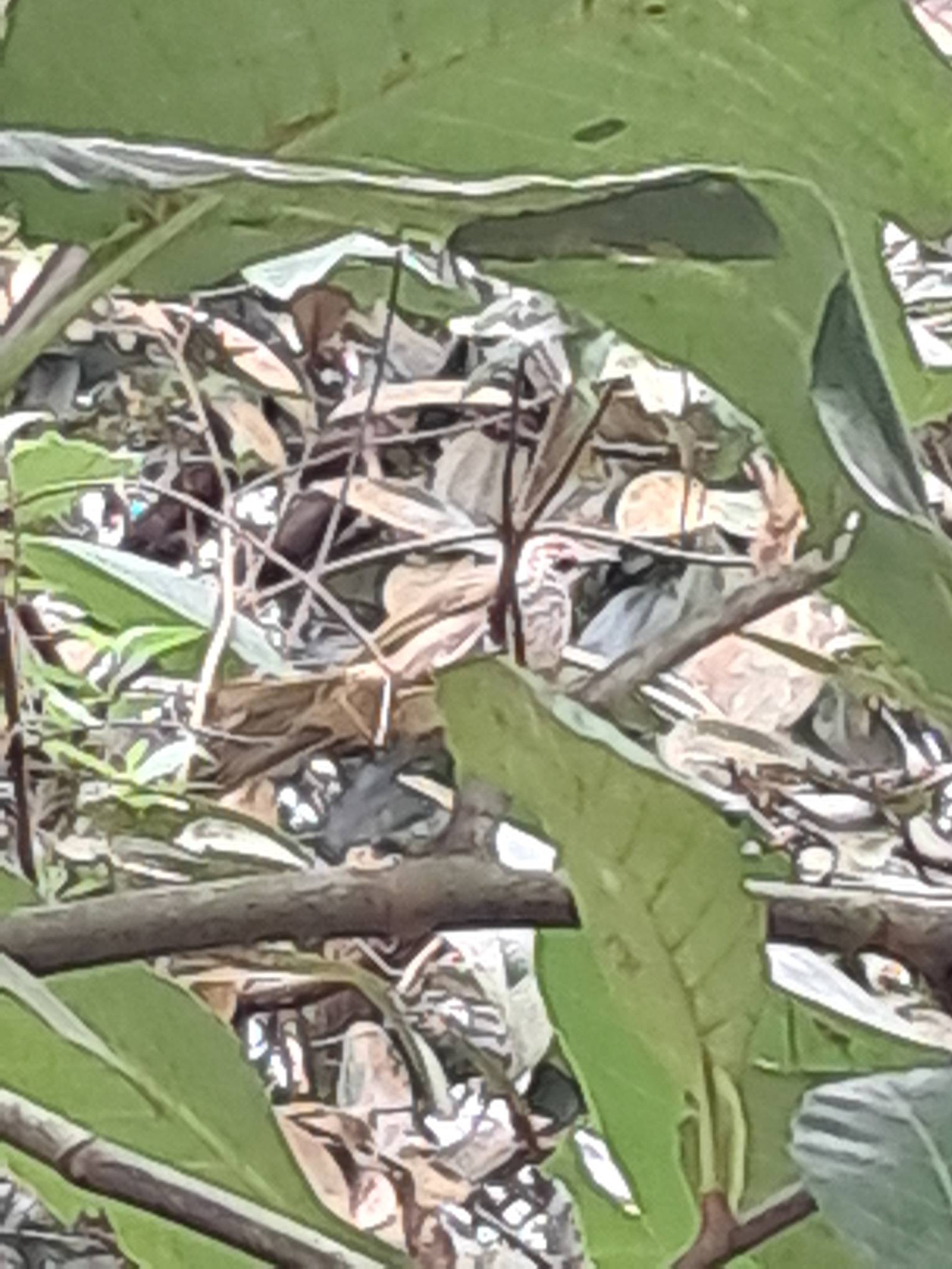 Straw-headed bulbul
