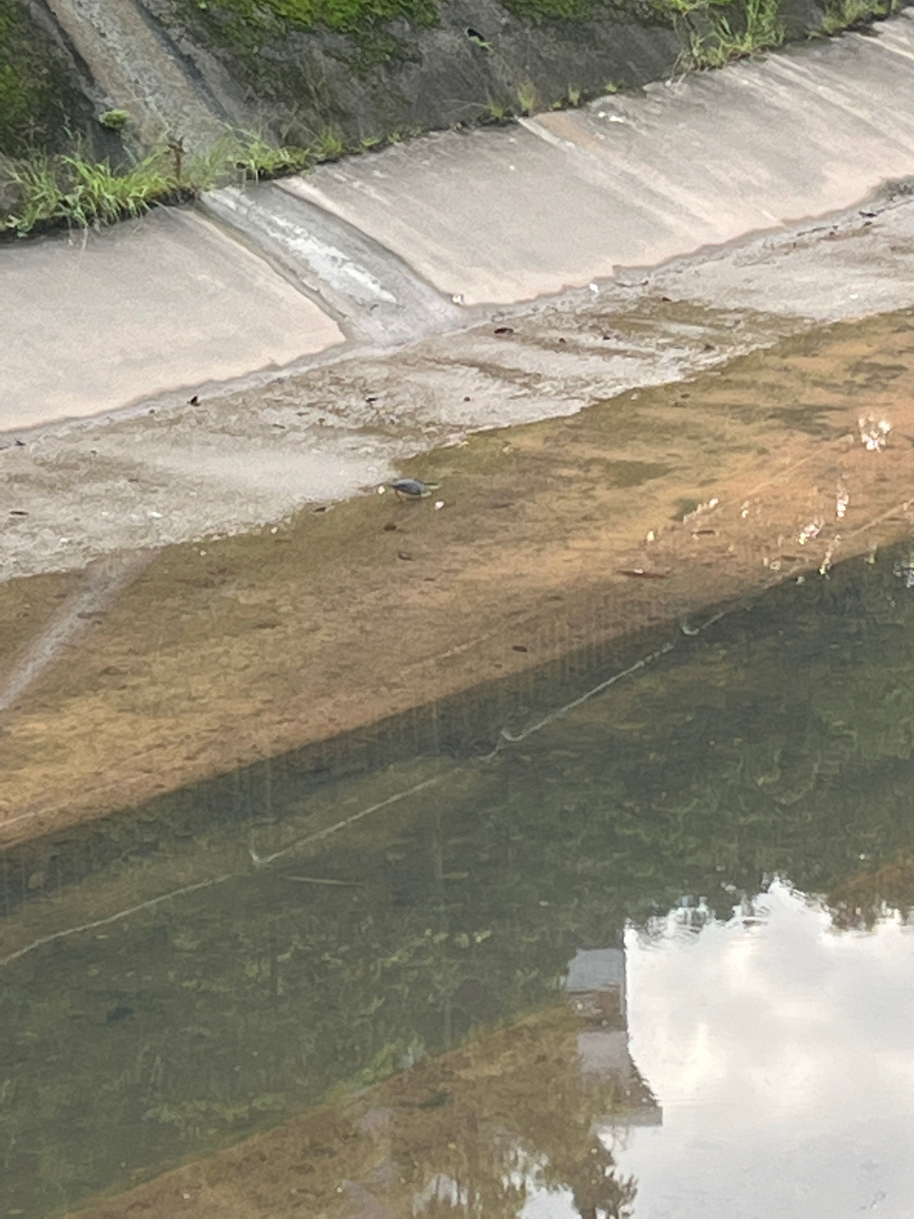 Black-crowned night heron