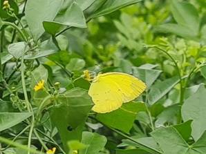 Lemon emigrant