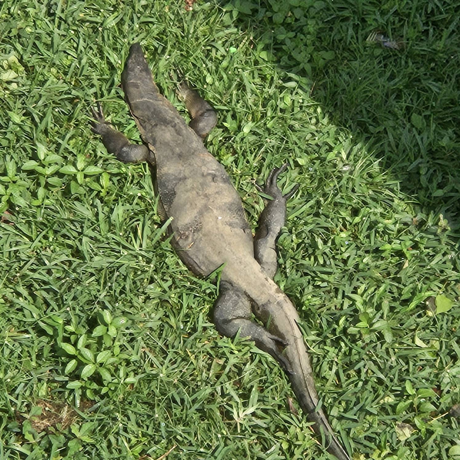 Monitor lizard