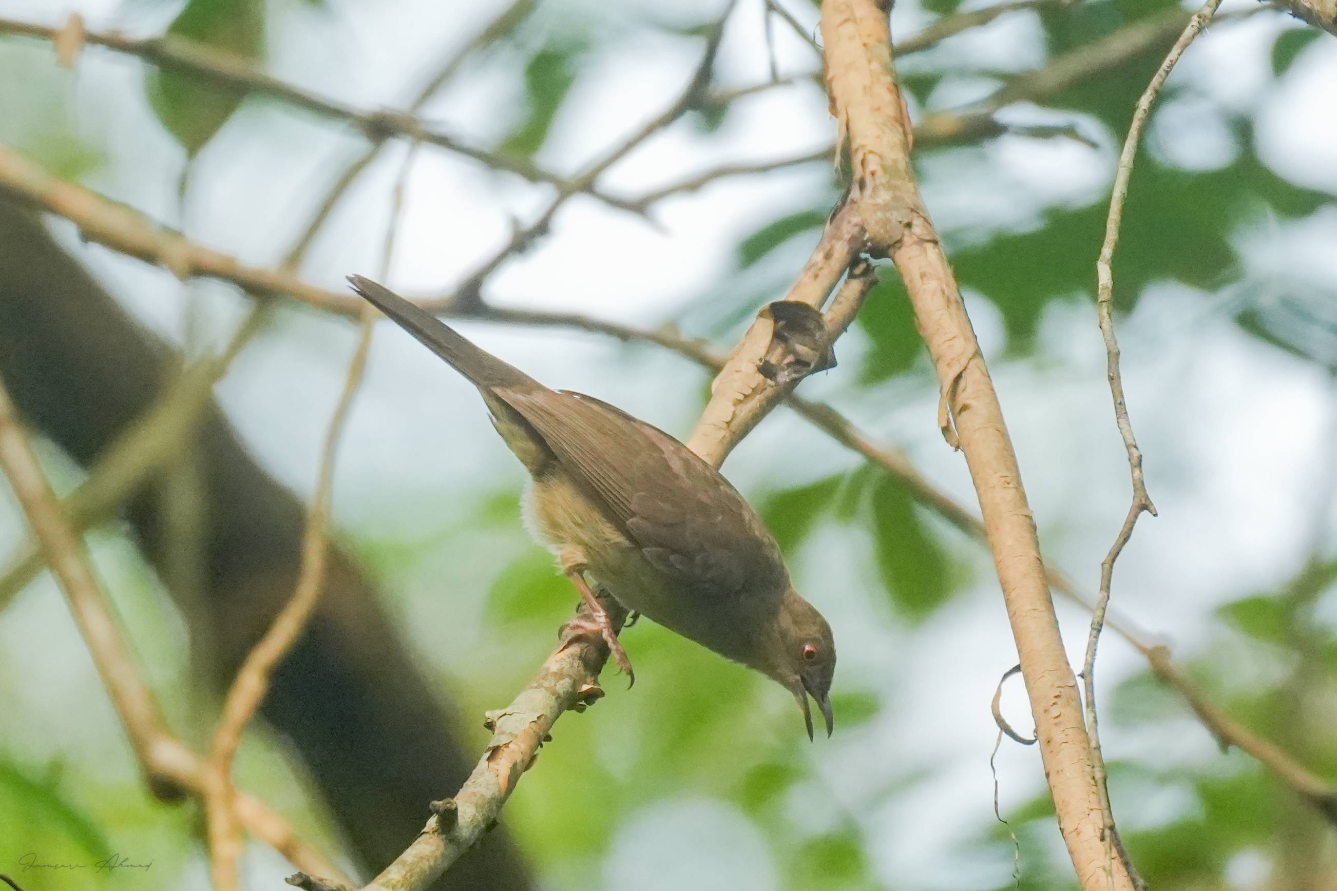 Red eyed bubul