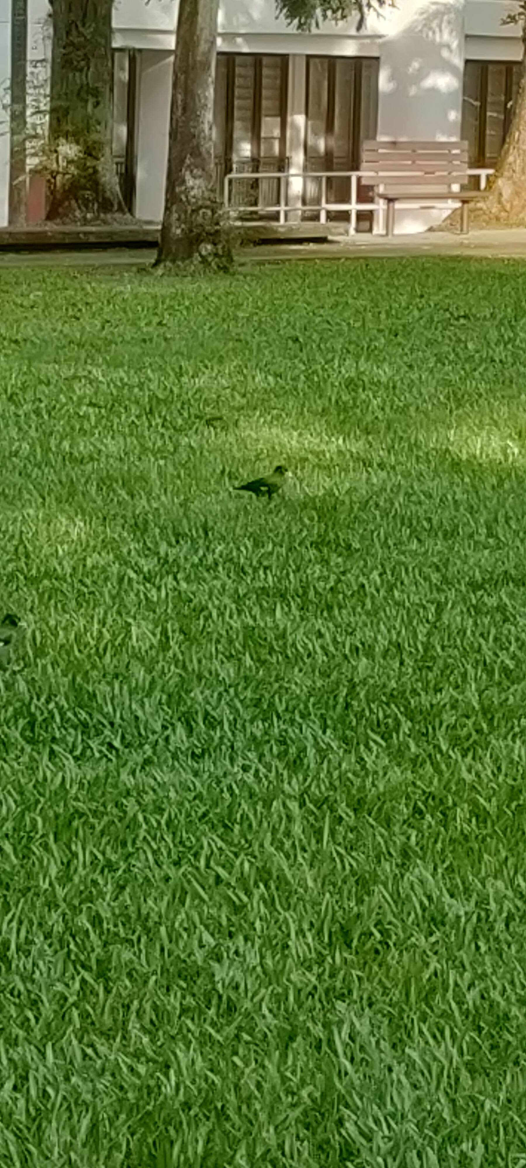 Common myna