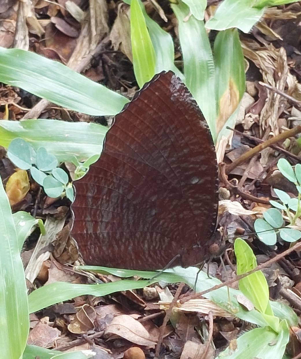 Common palmfly