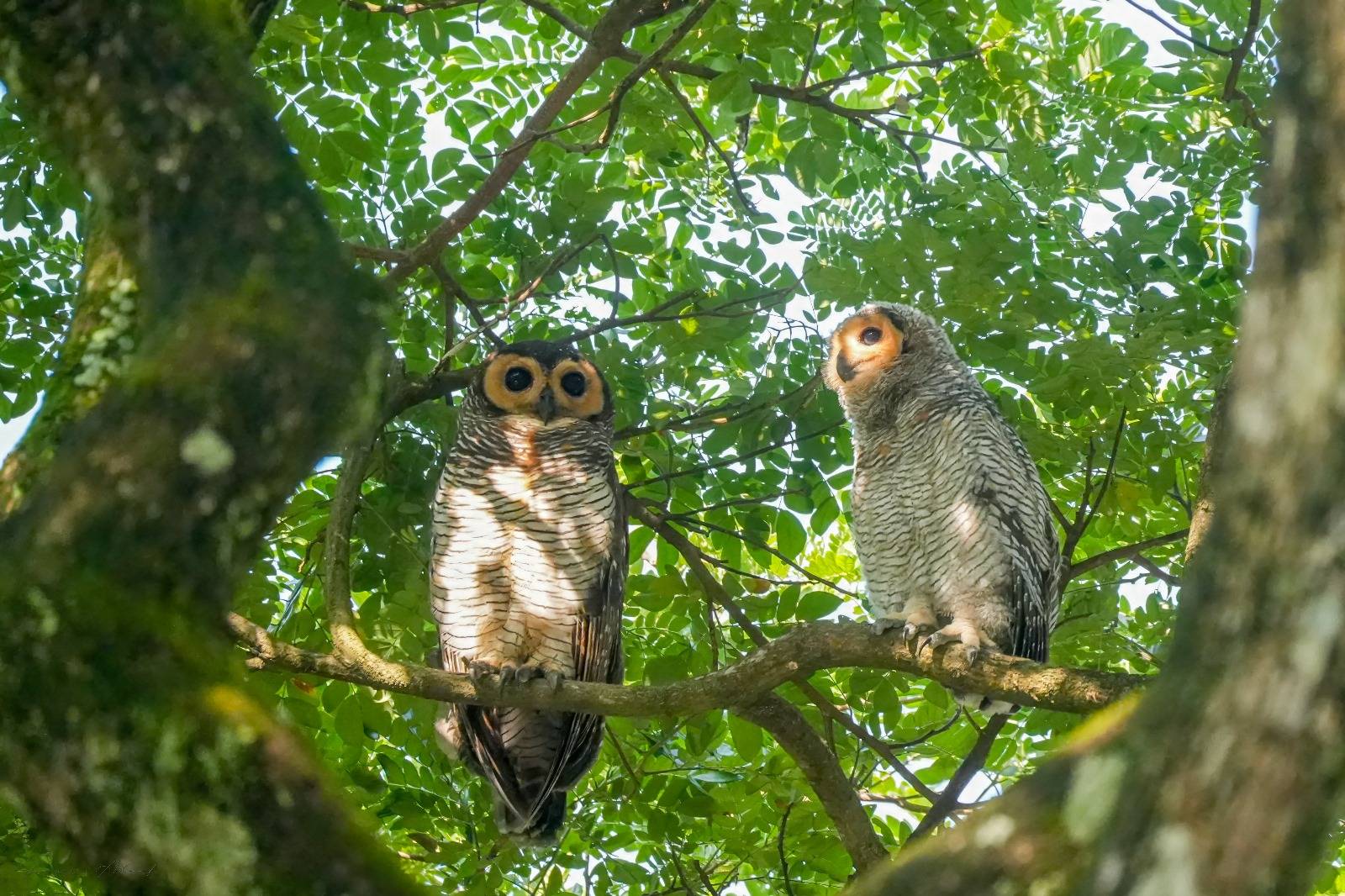 Spotted wooded owl