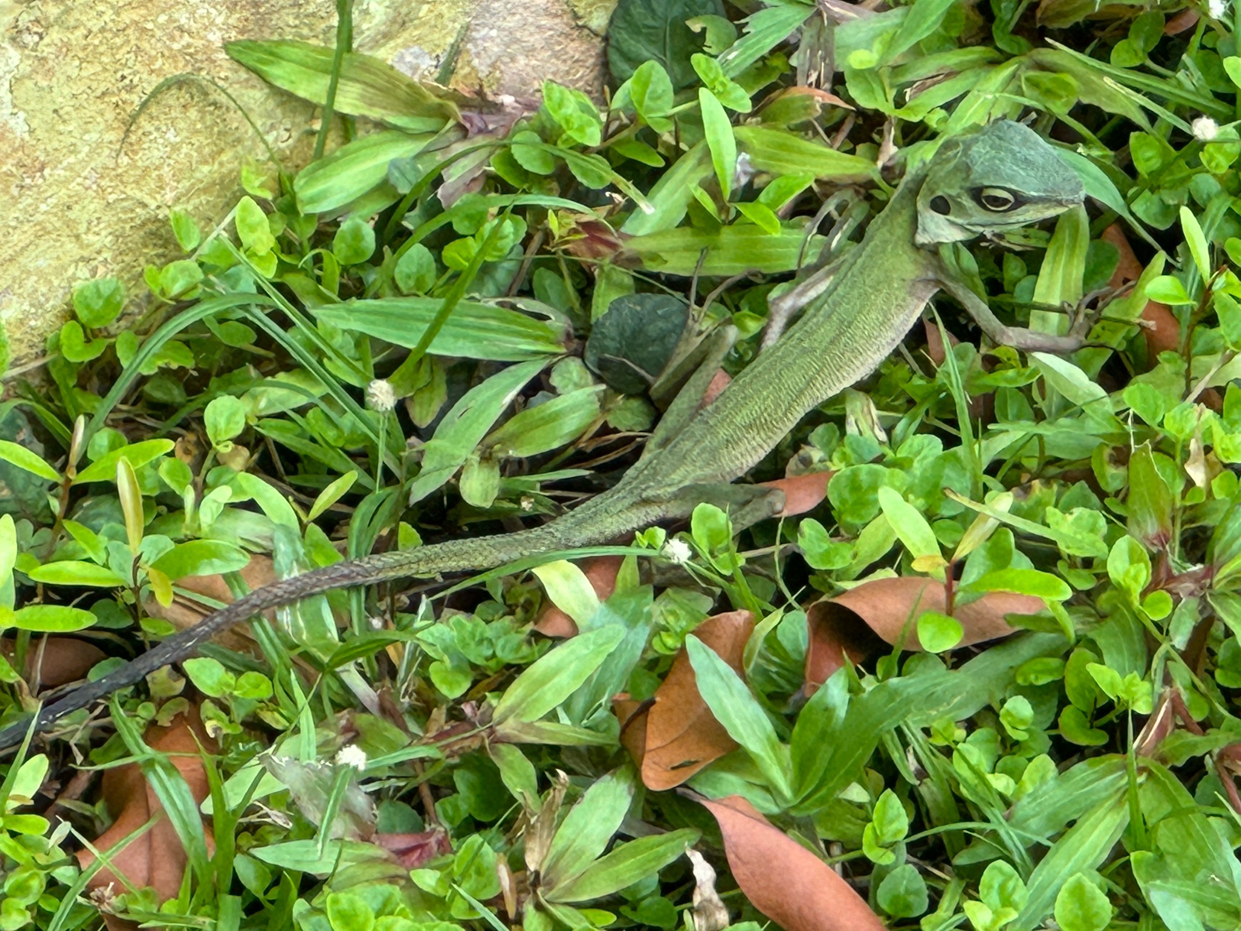 Green crested lizard