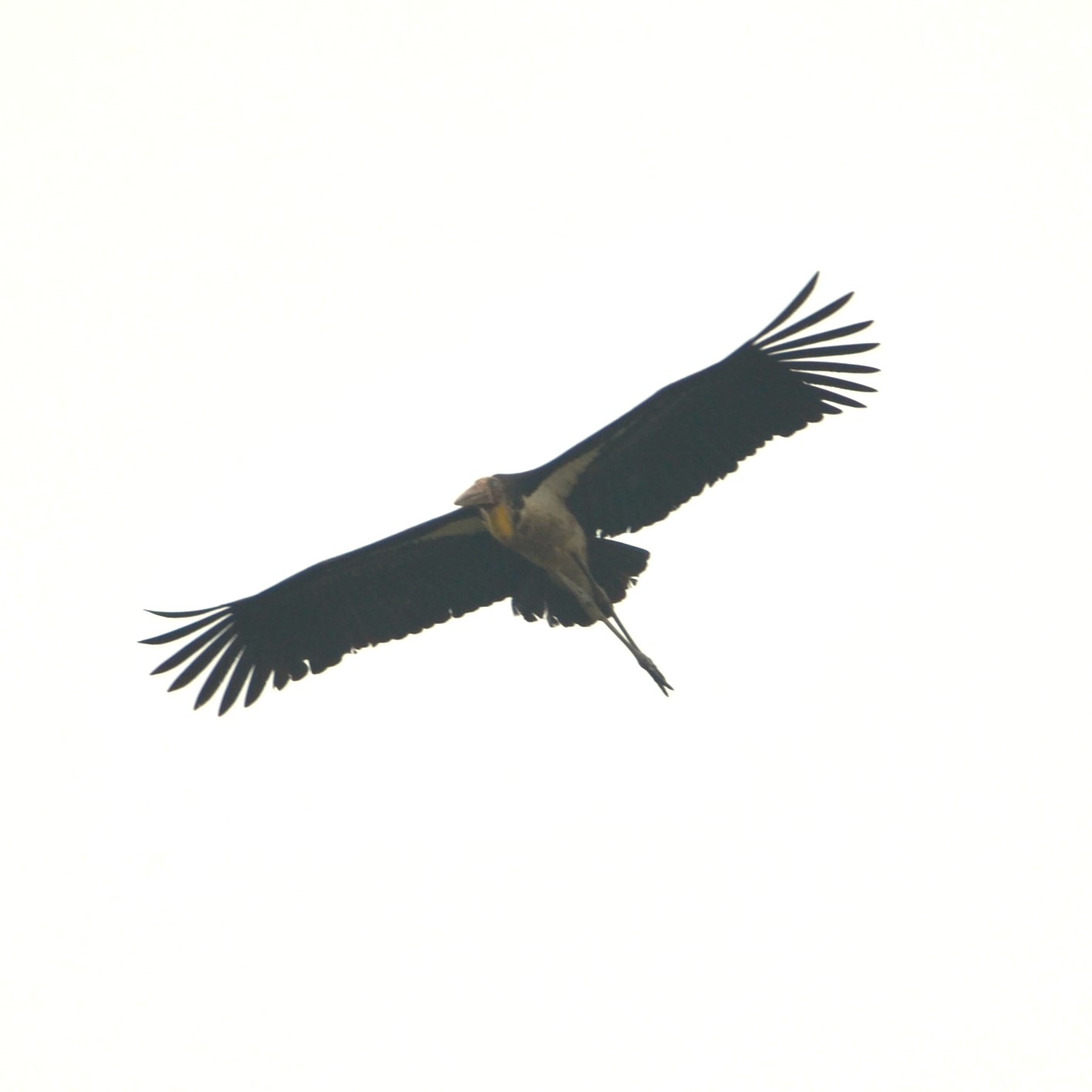 Lesser adjutant