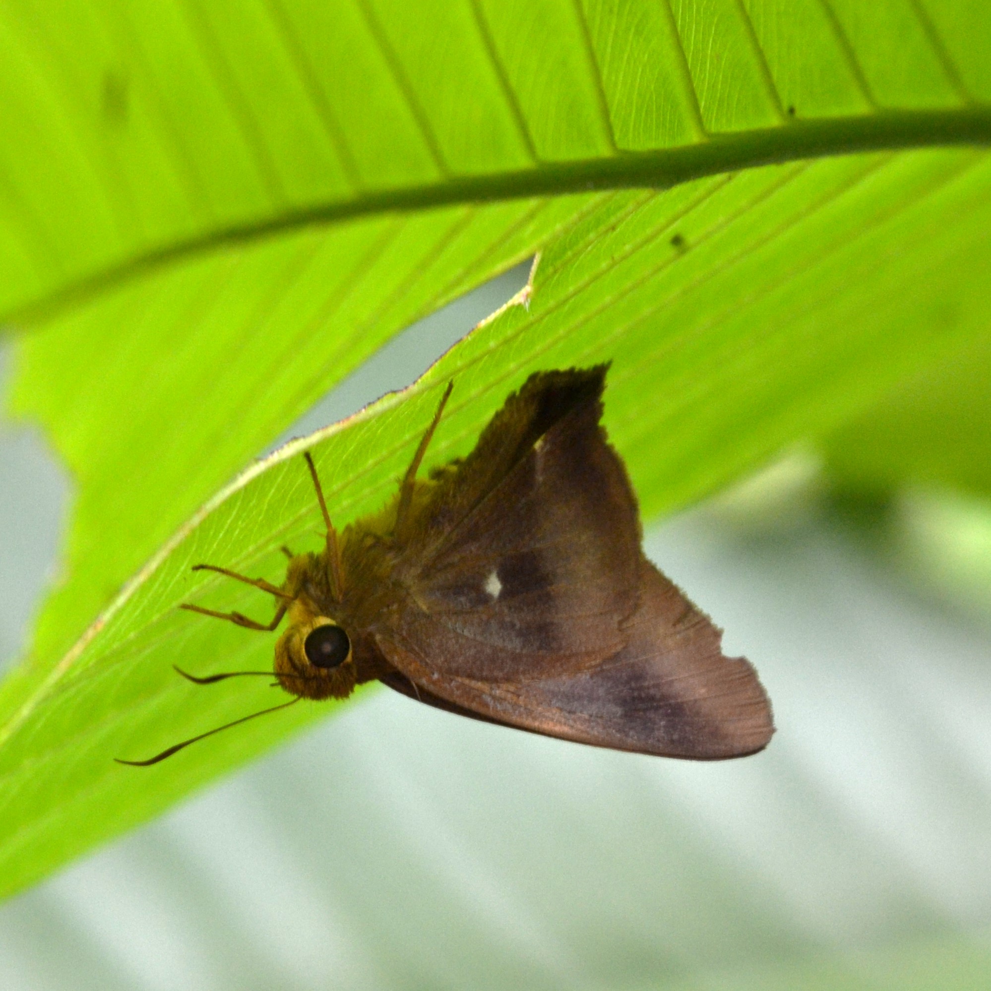 Common awl