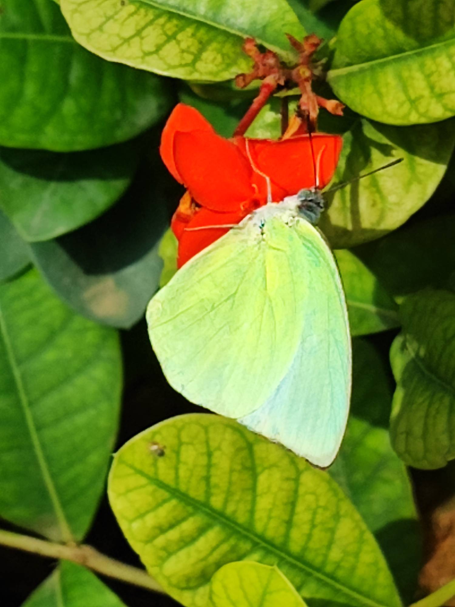 Common emigrant 