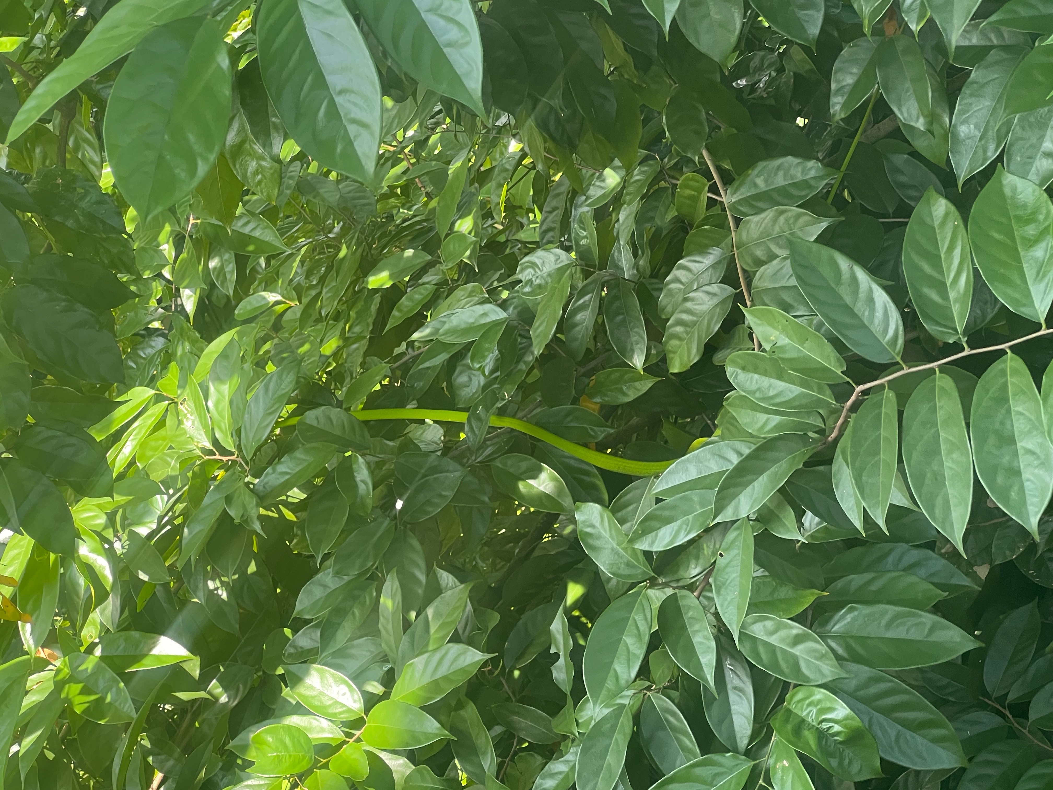 Oriental whip