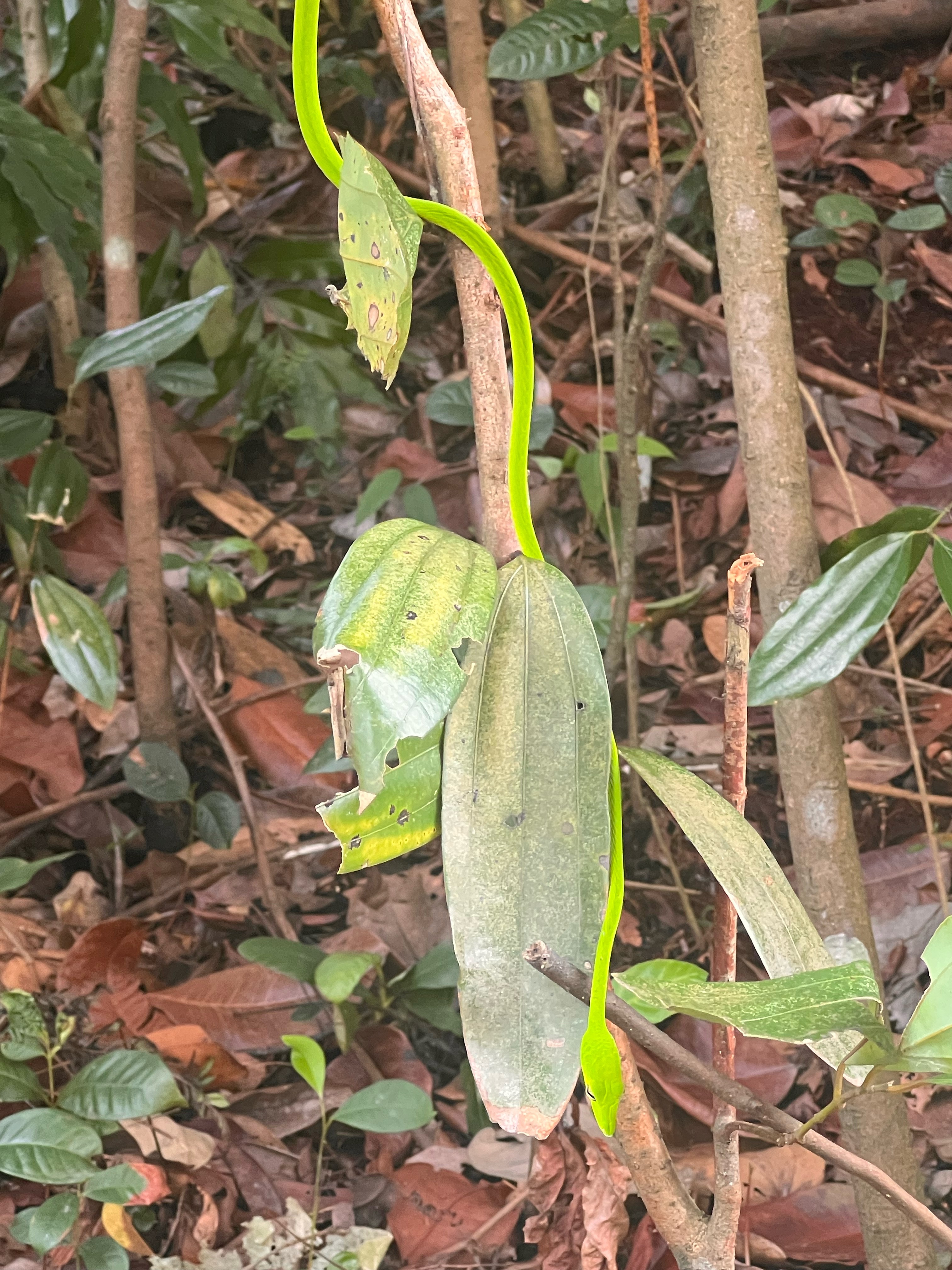 Oriental whip