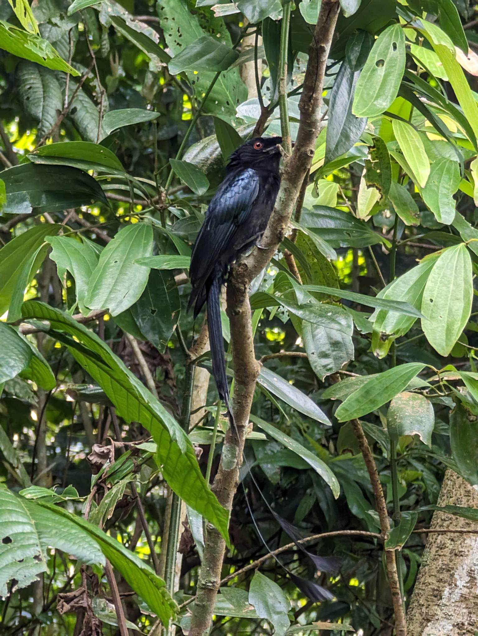 Greater racket-tailed drongo