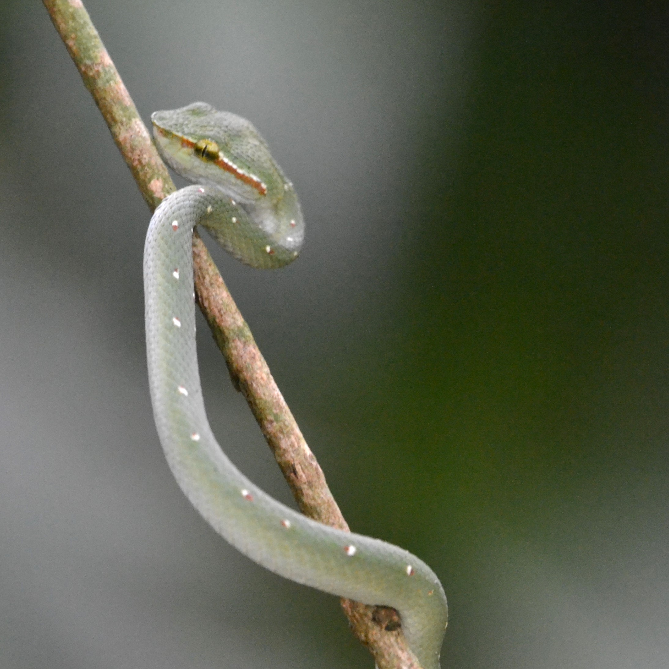 Wagler's pit-viper