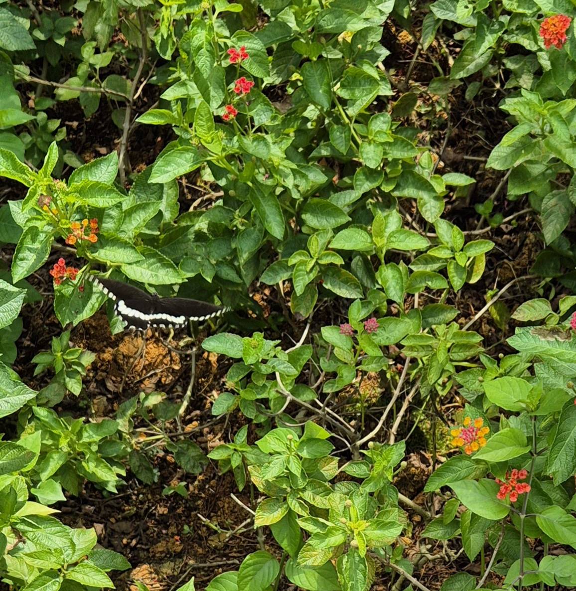 Common mormon - Biodiversity and Environment Database System