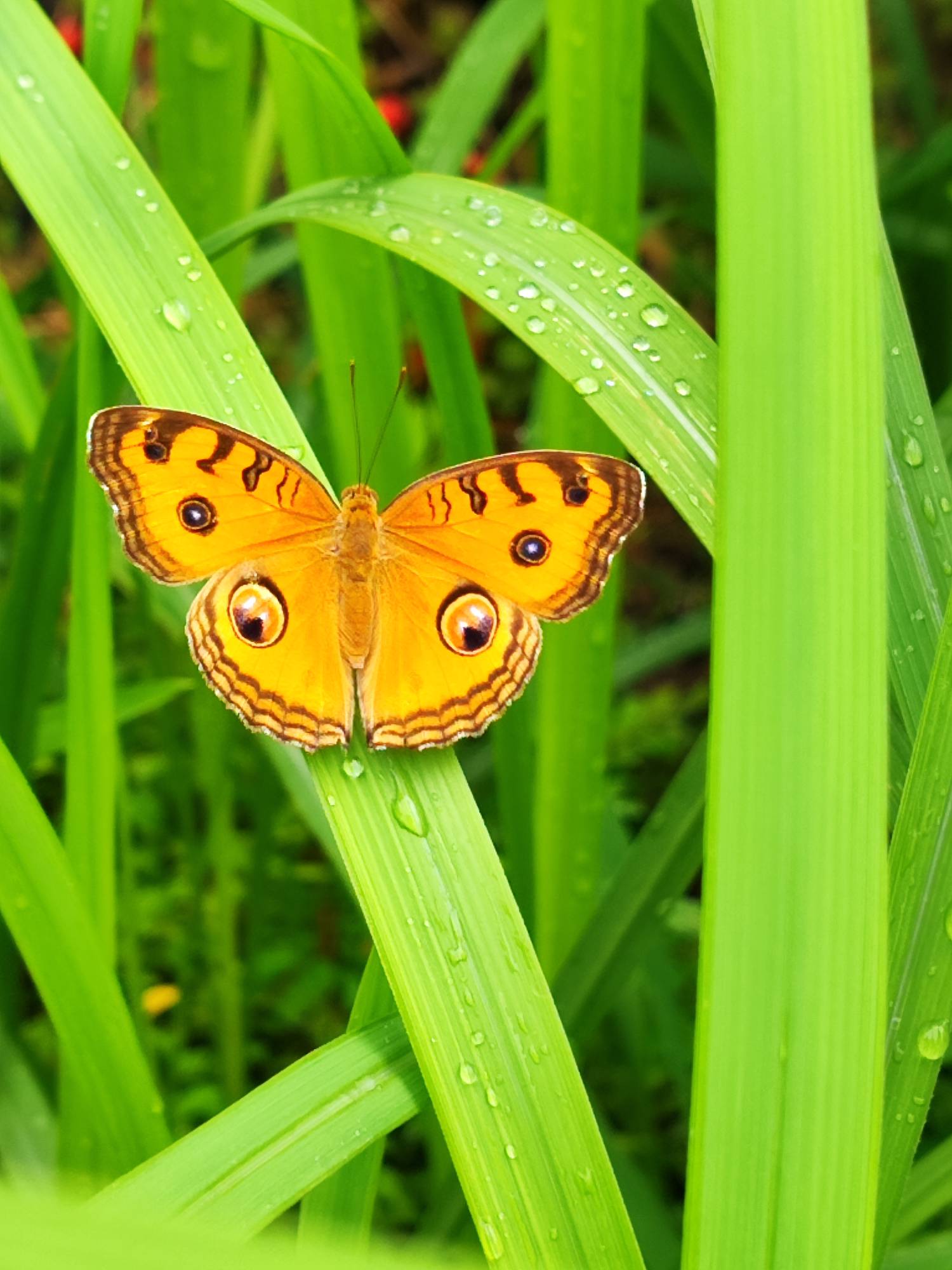 Peacock butterfly 