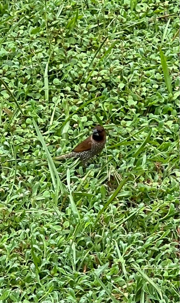 Scaly-breasted munia