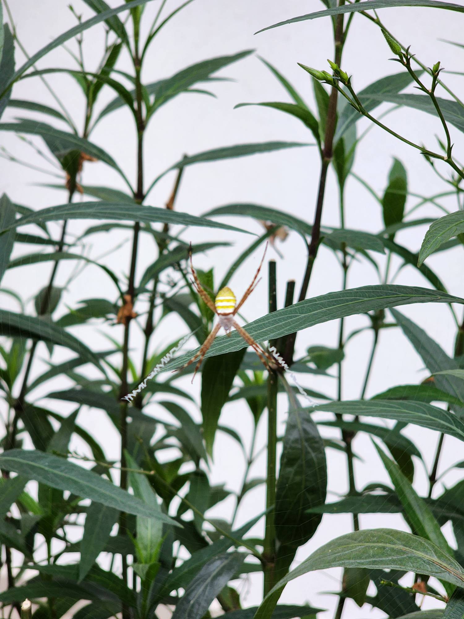 Argiope magnifica