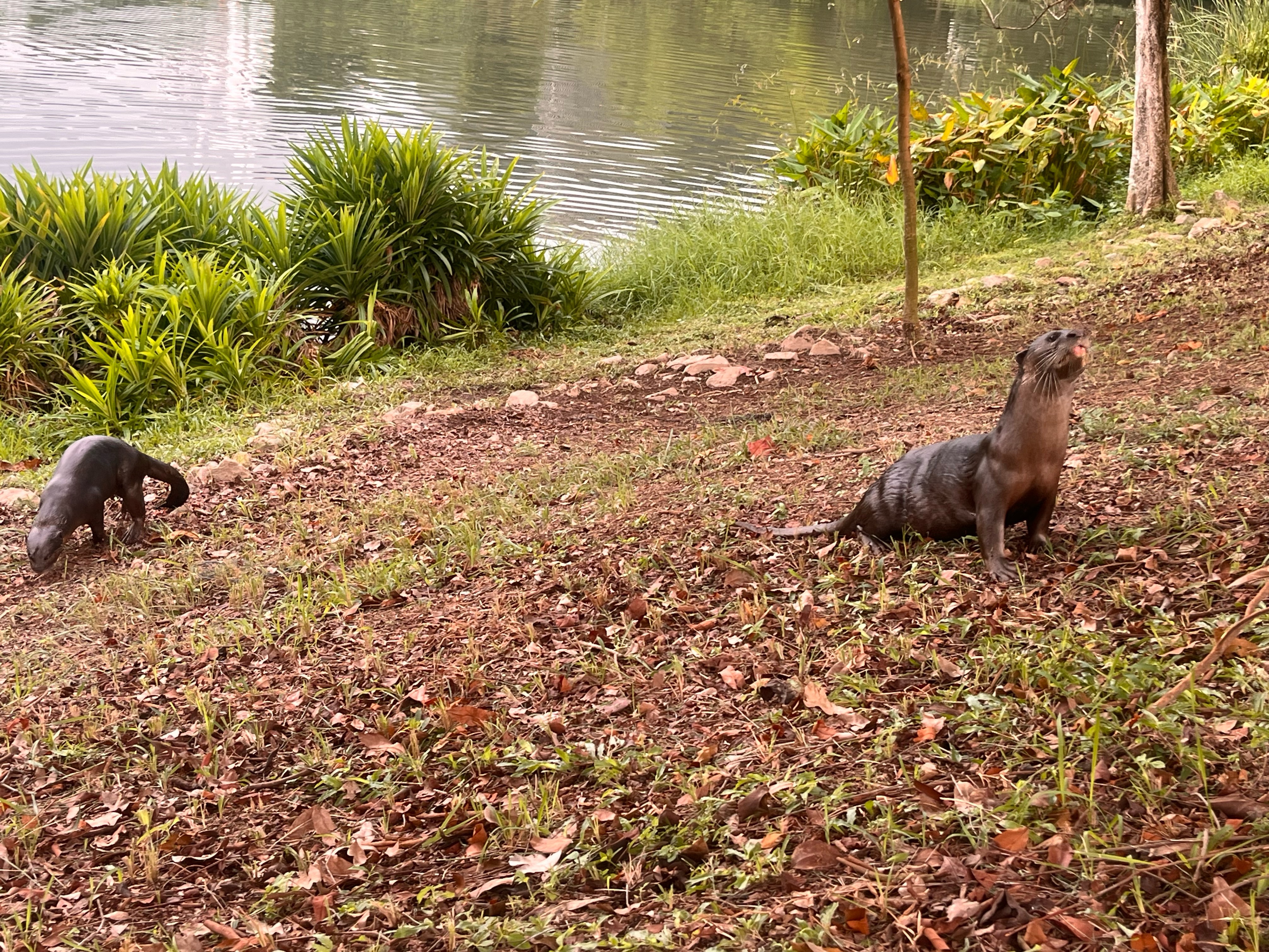 Smooth-coated otters 