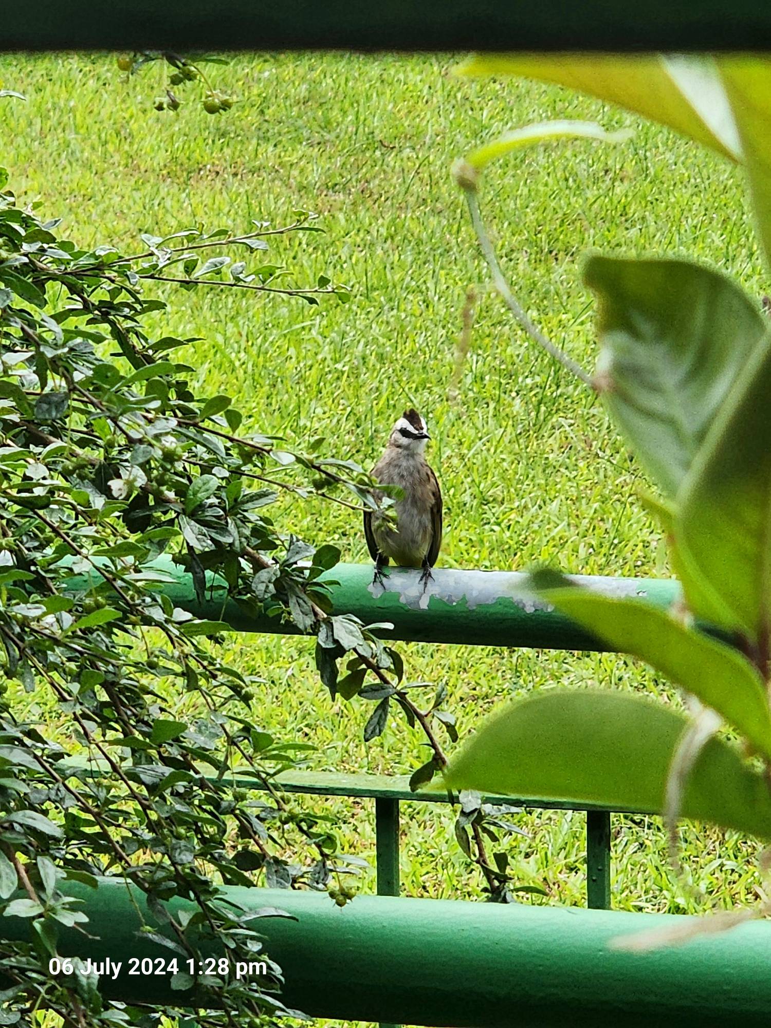 Yellow-vented bulbul