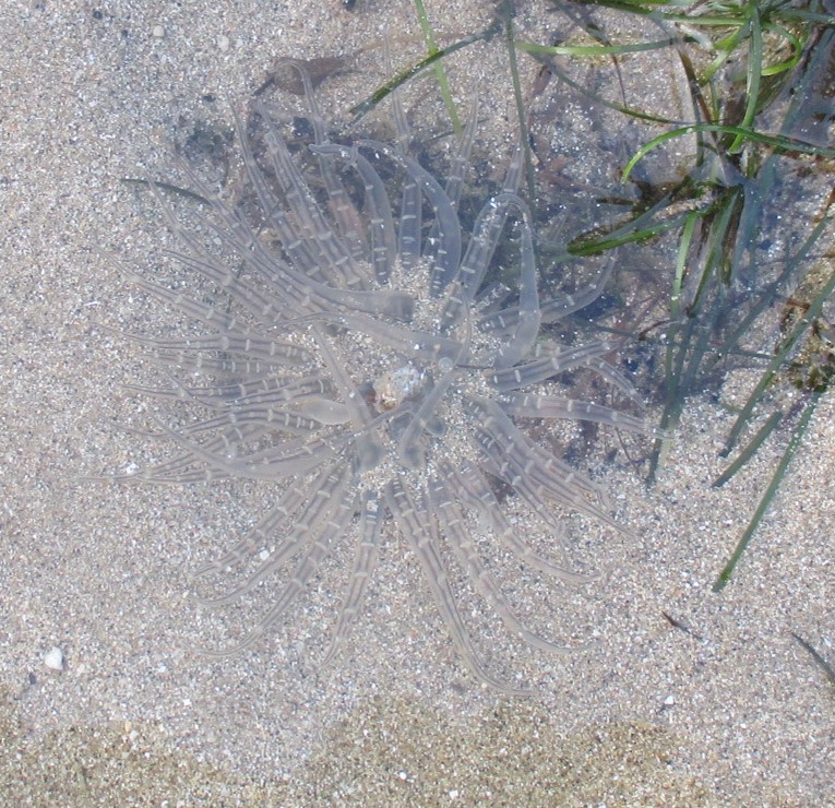 Striped sand anemone