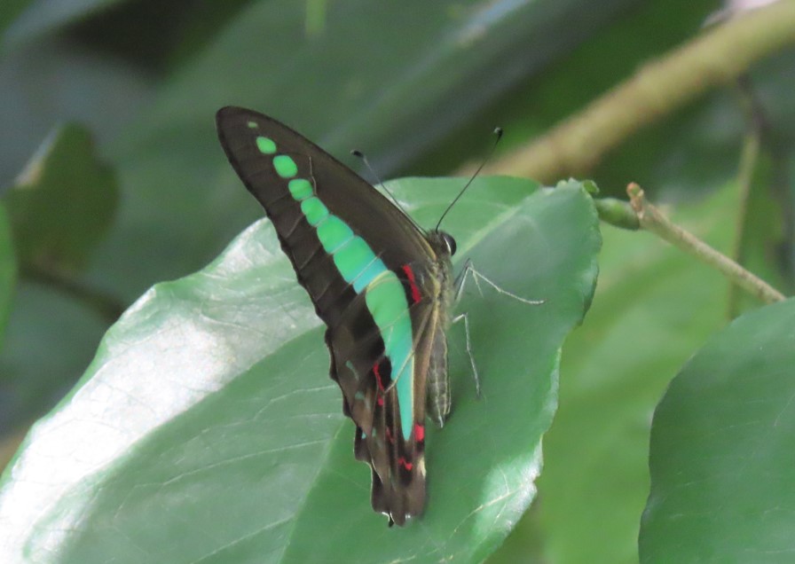 Common bluebottle