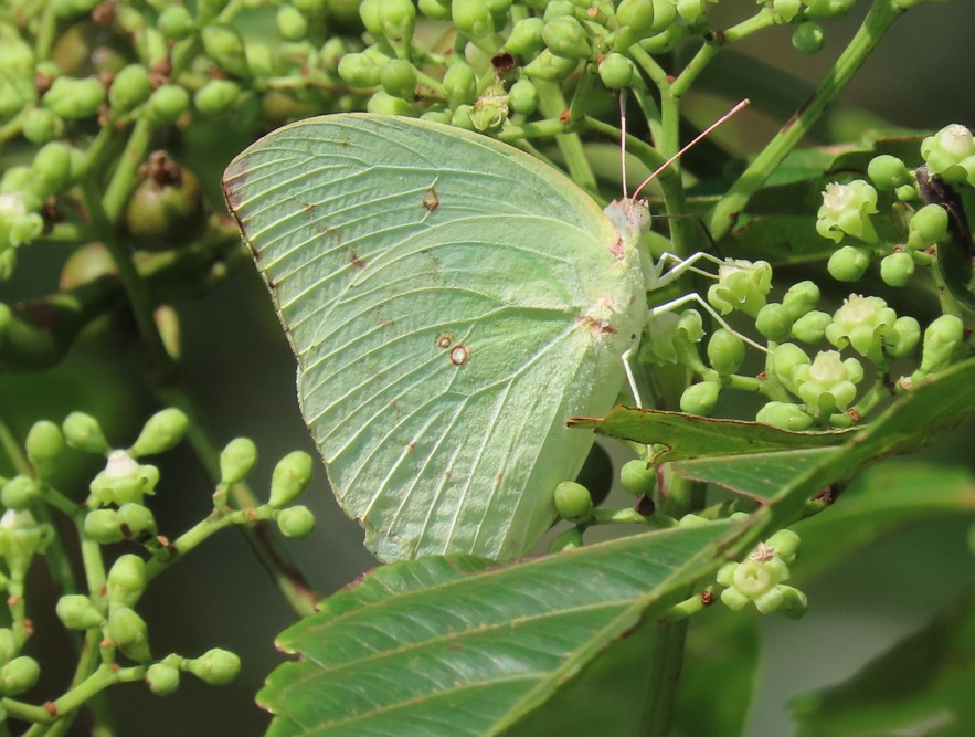 Lemon emigrant