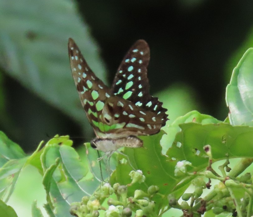 Tailed jay (Graphium agamemnon agamemnon) - Biodiversity and ...