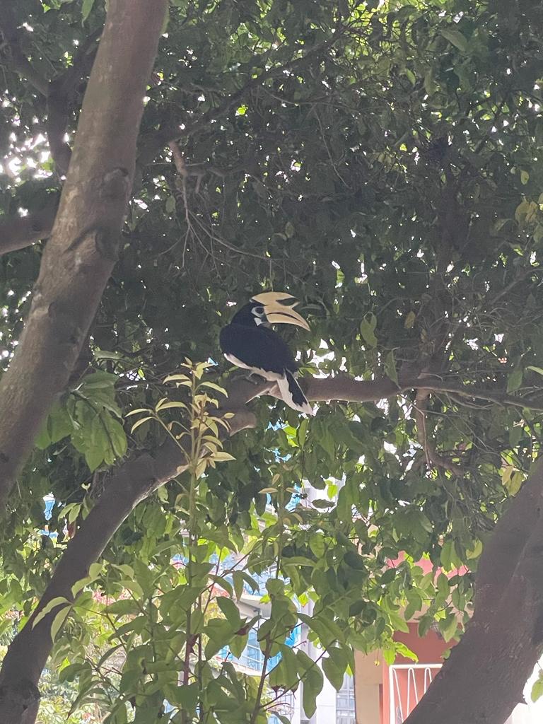 Oriental pied hornbill   