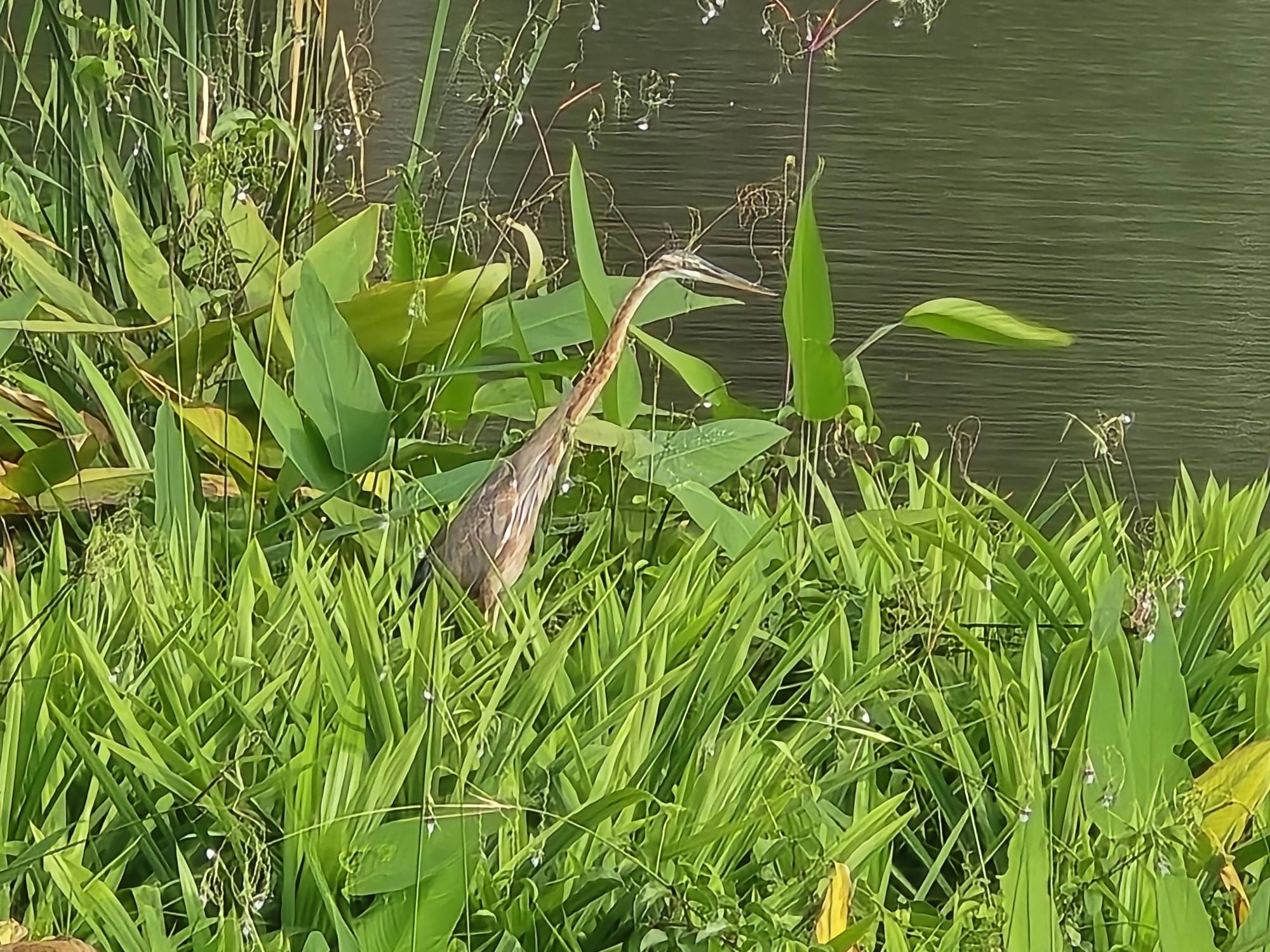 Purple heron