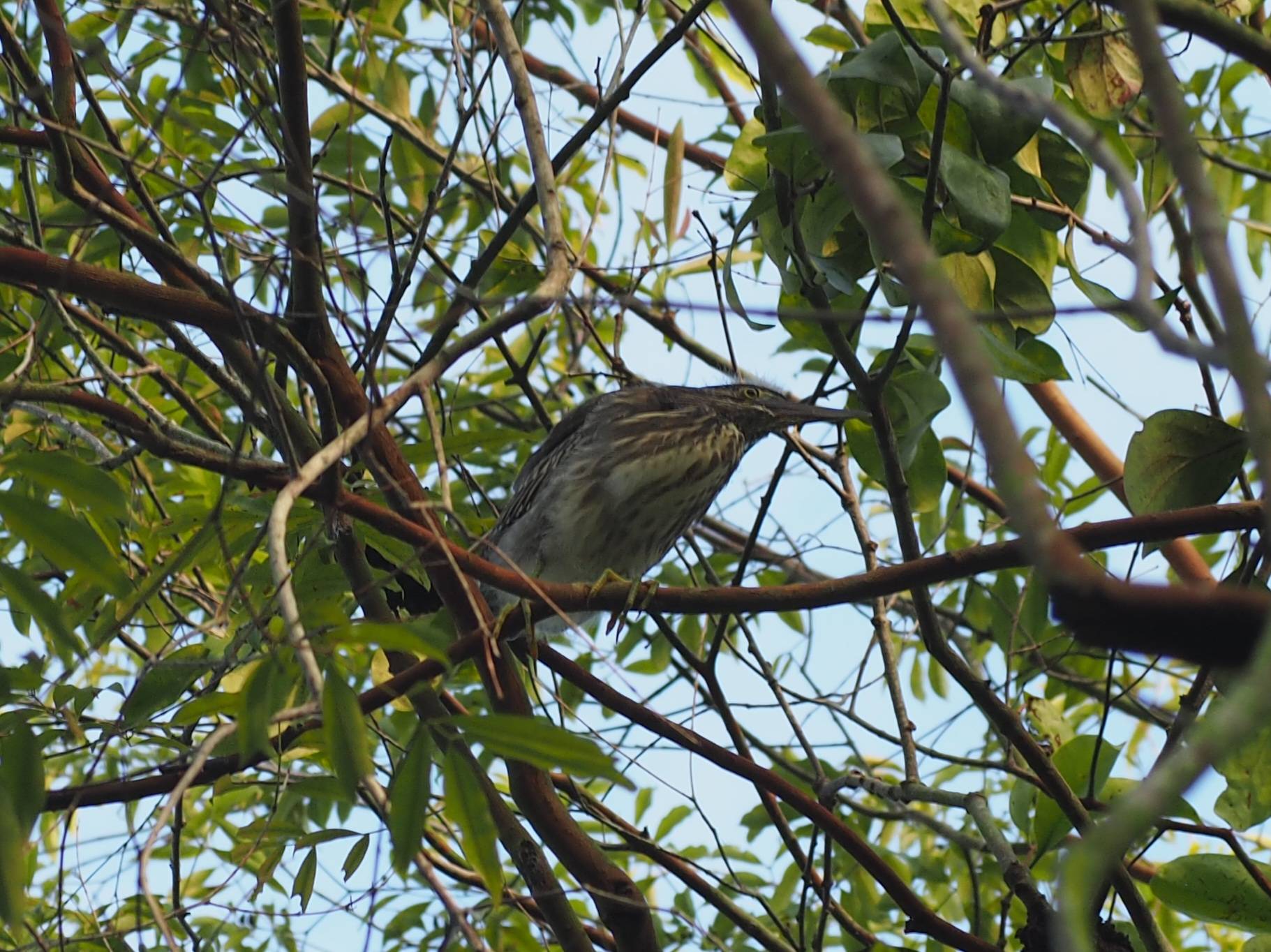 Striated heron