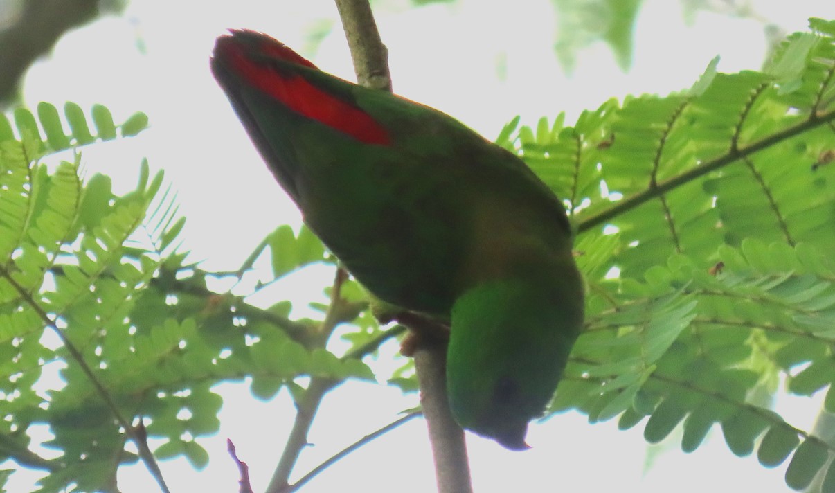 Blue-crowned hanging parrot