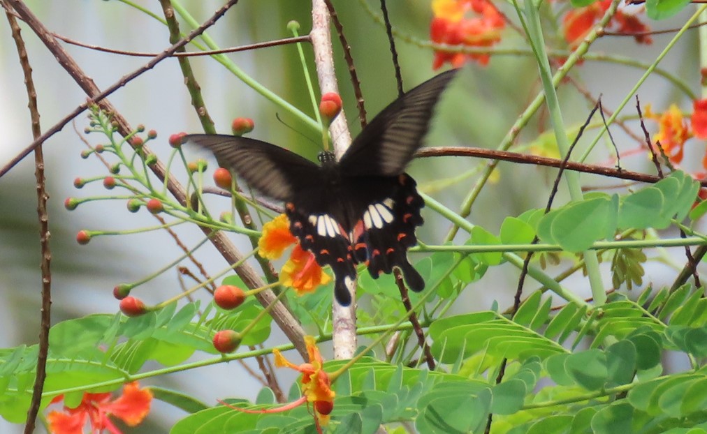 Common mormon