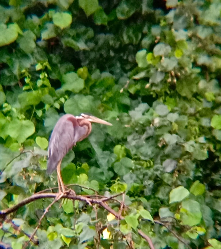 Purple heron