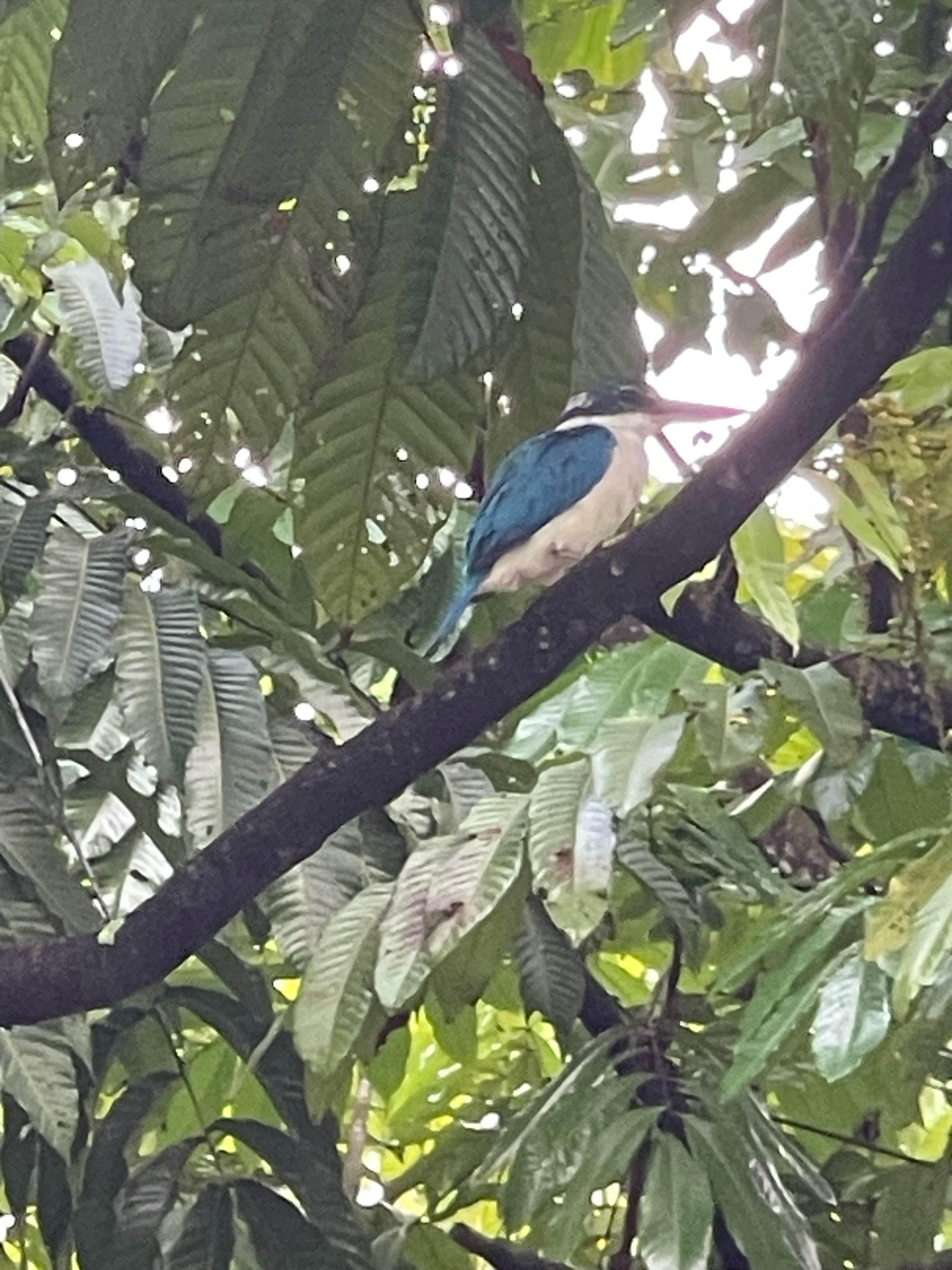 White collar kingfisher 