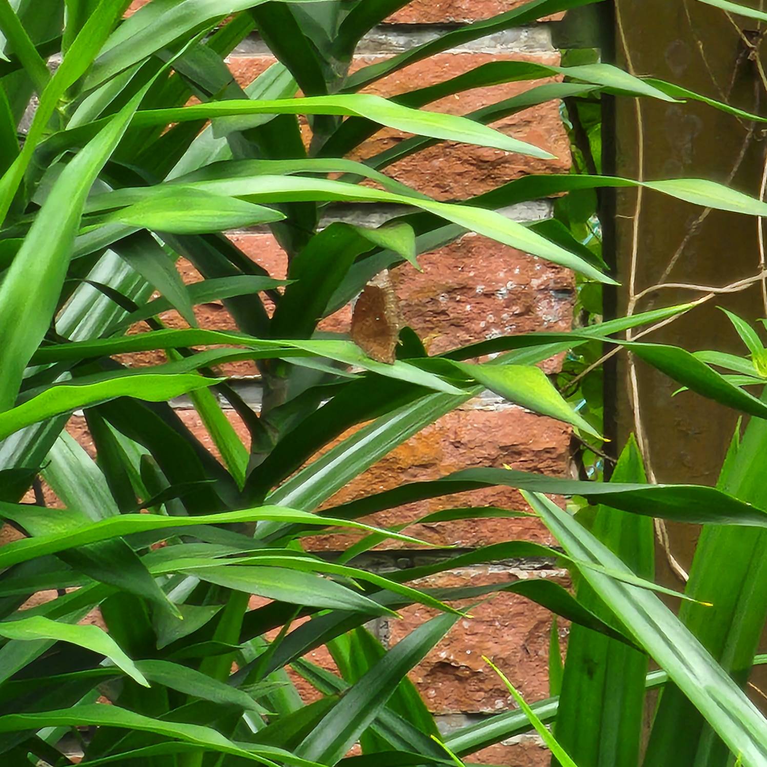 Common palmfly