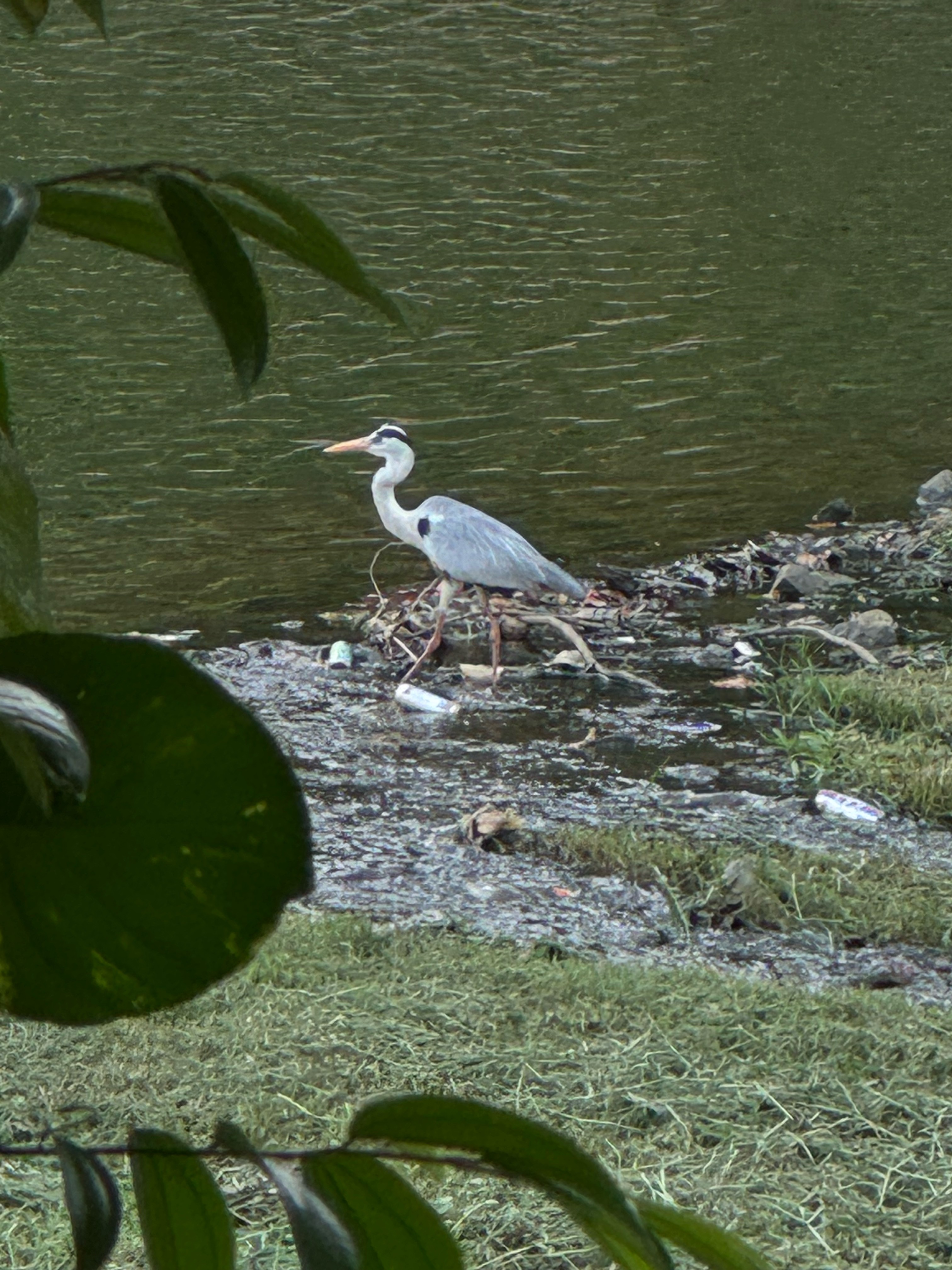 Grey heron