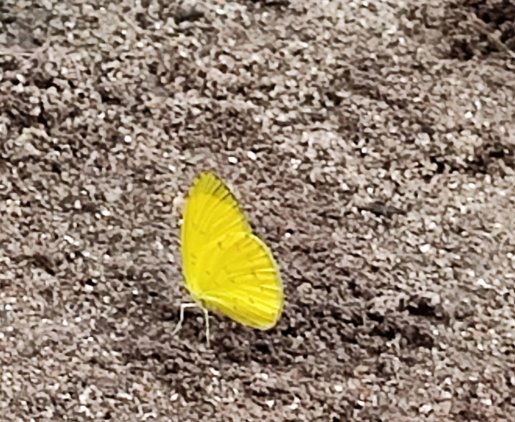 Grass yellow 