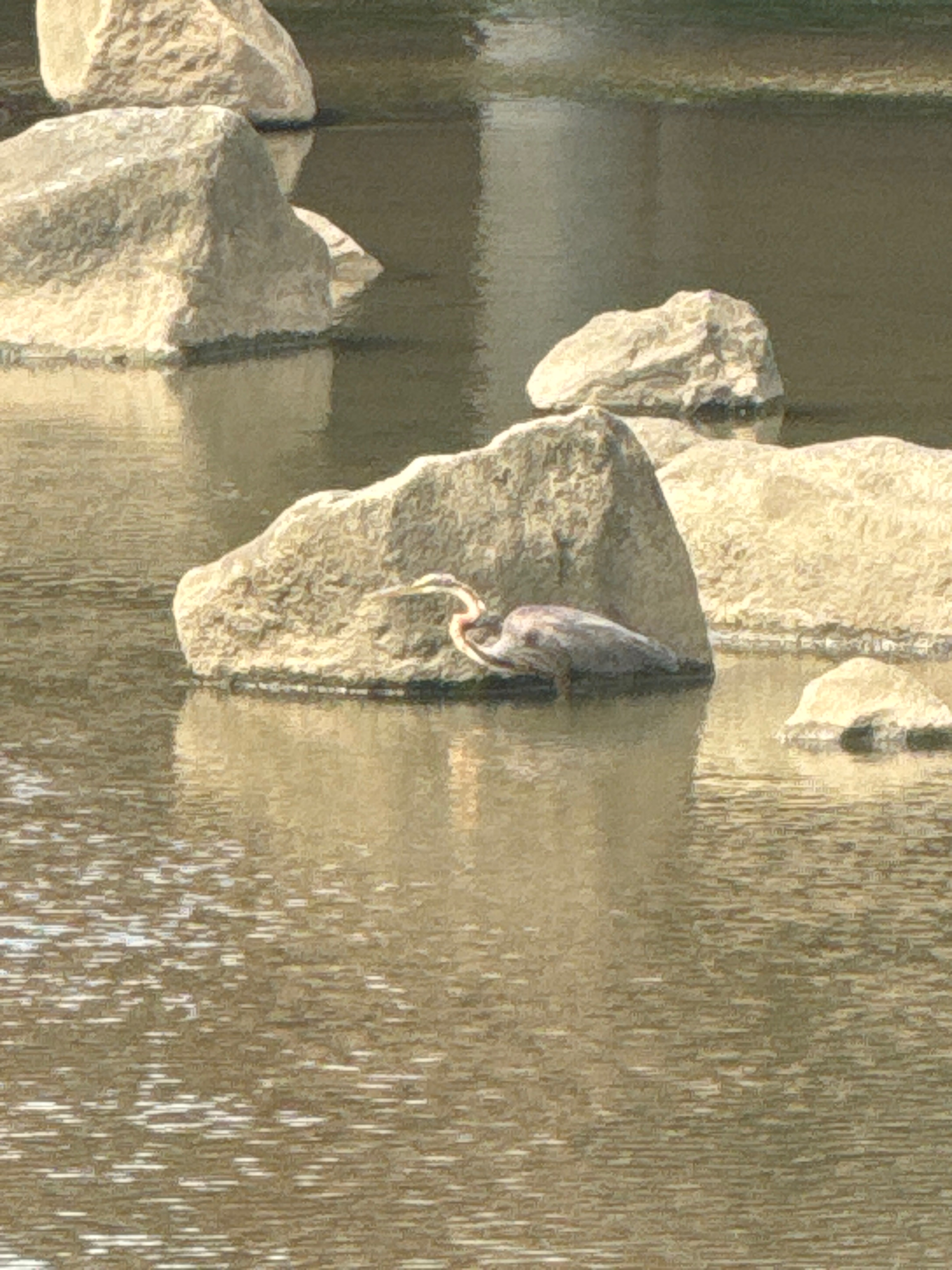 Purple heron 