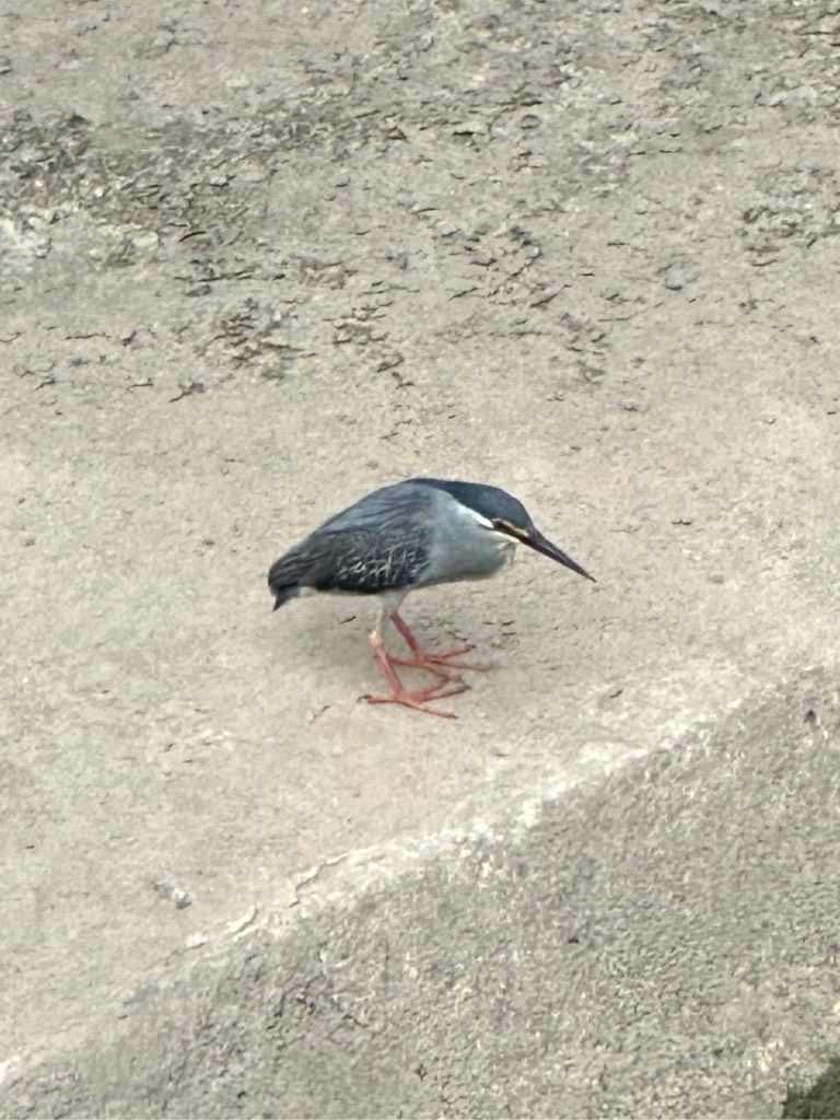 Striated heron