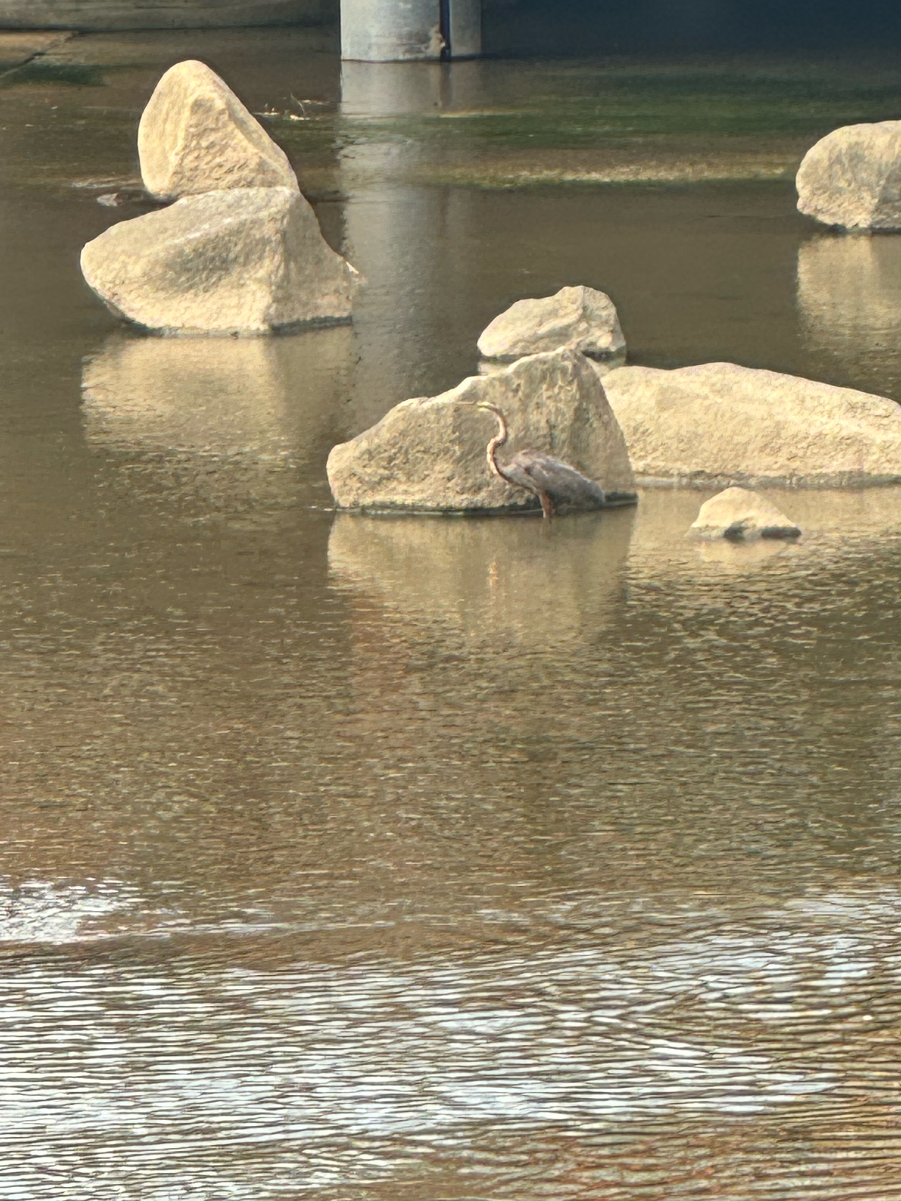 Great blue heron