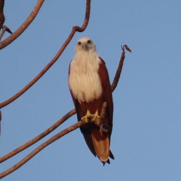 Brahminy kite