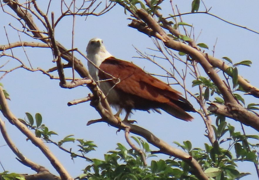 Brahminy kite