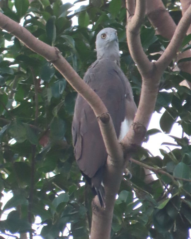 Grey-headed fish eagle