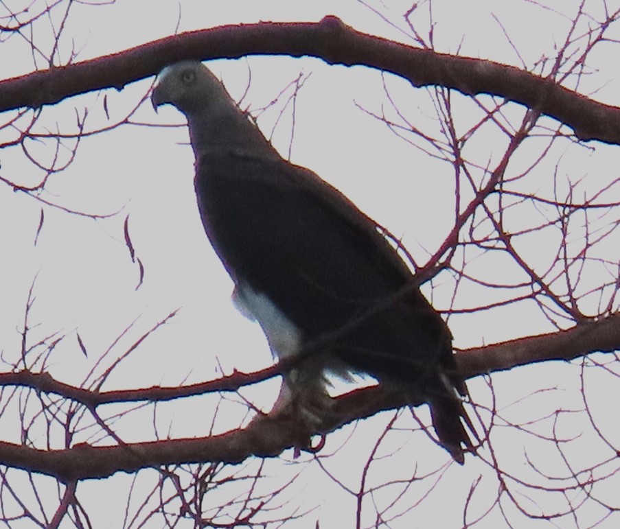 Grey-headed fish eagle