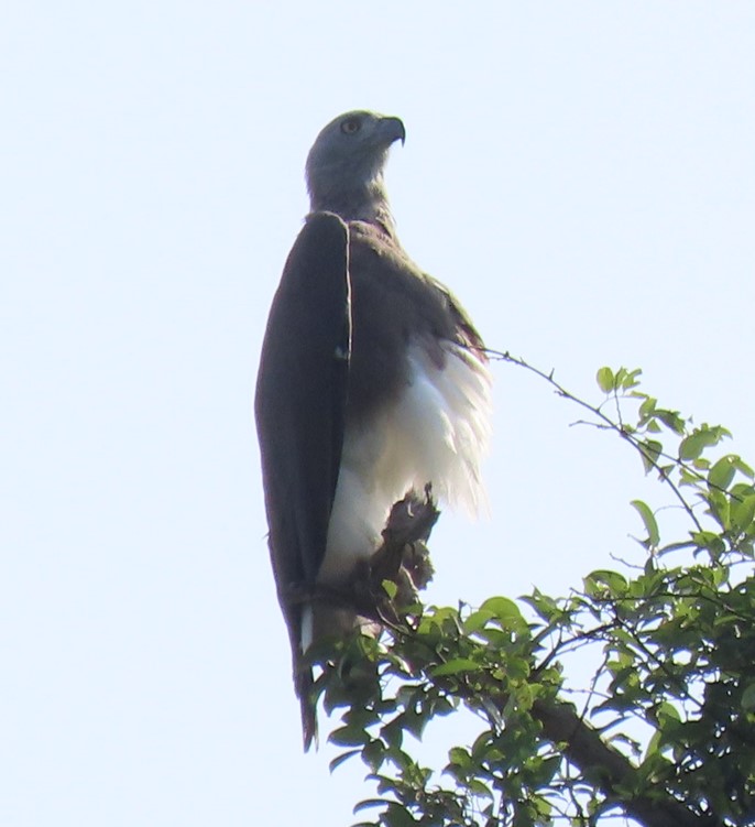 Grey-headed fish eagle