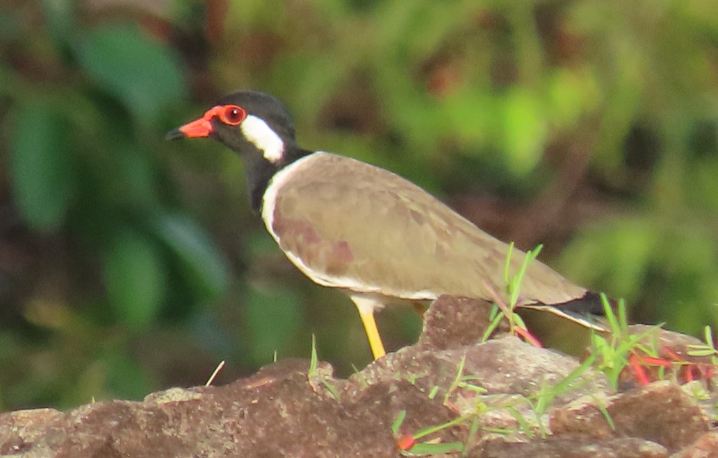 Red wattled lapwing