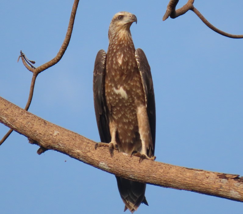 White-bellied sea eagle