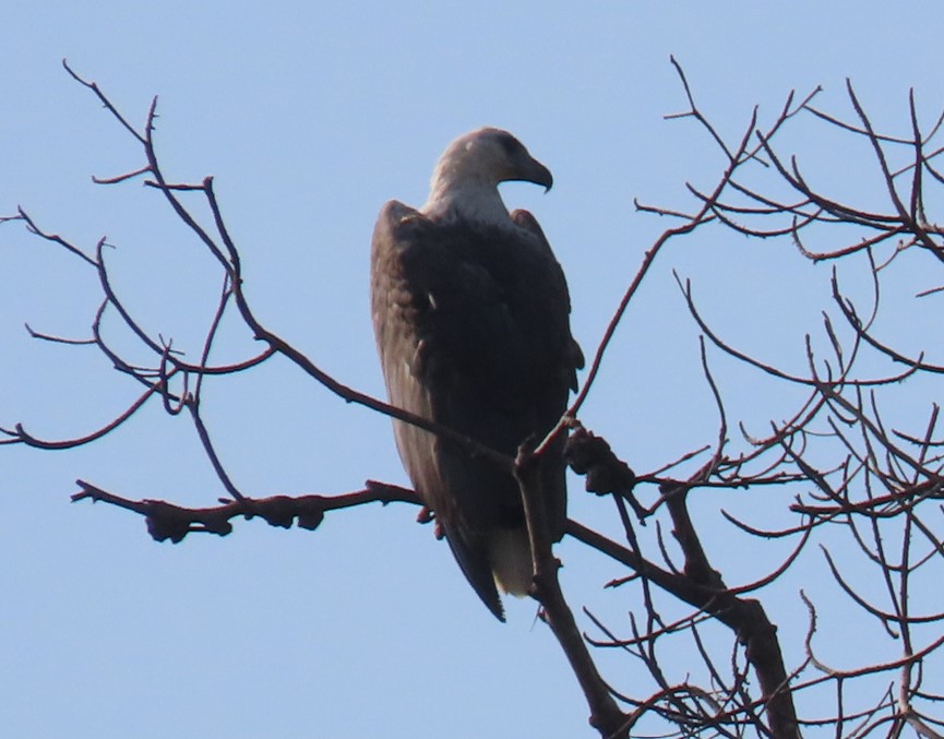 White-bellied sea eagle