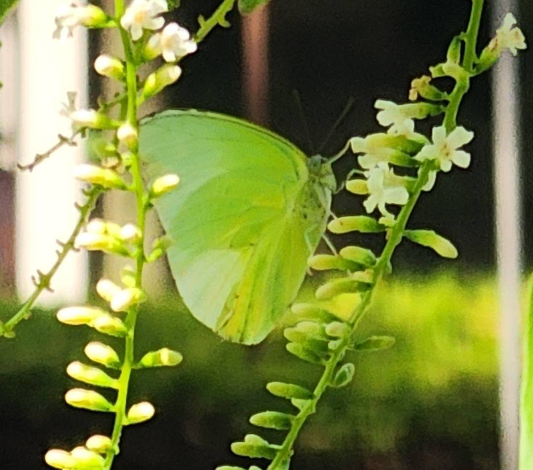 Lemon emigrant