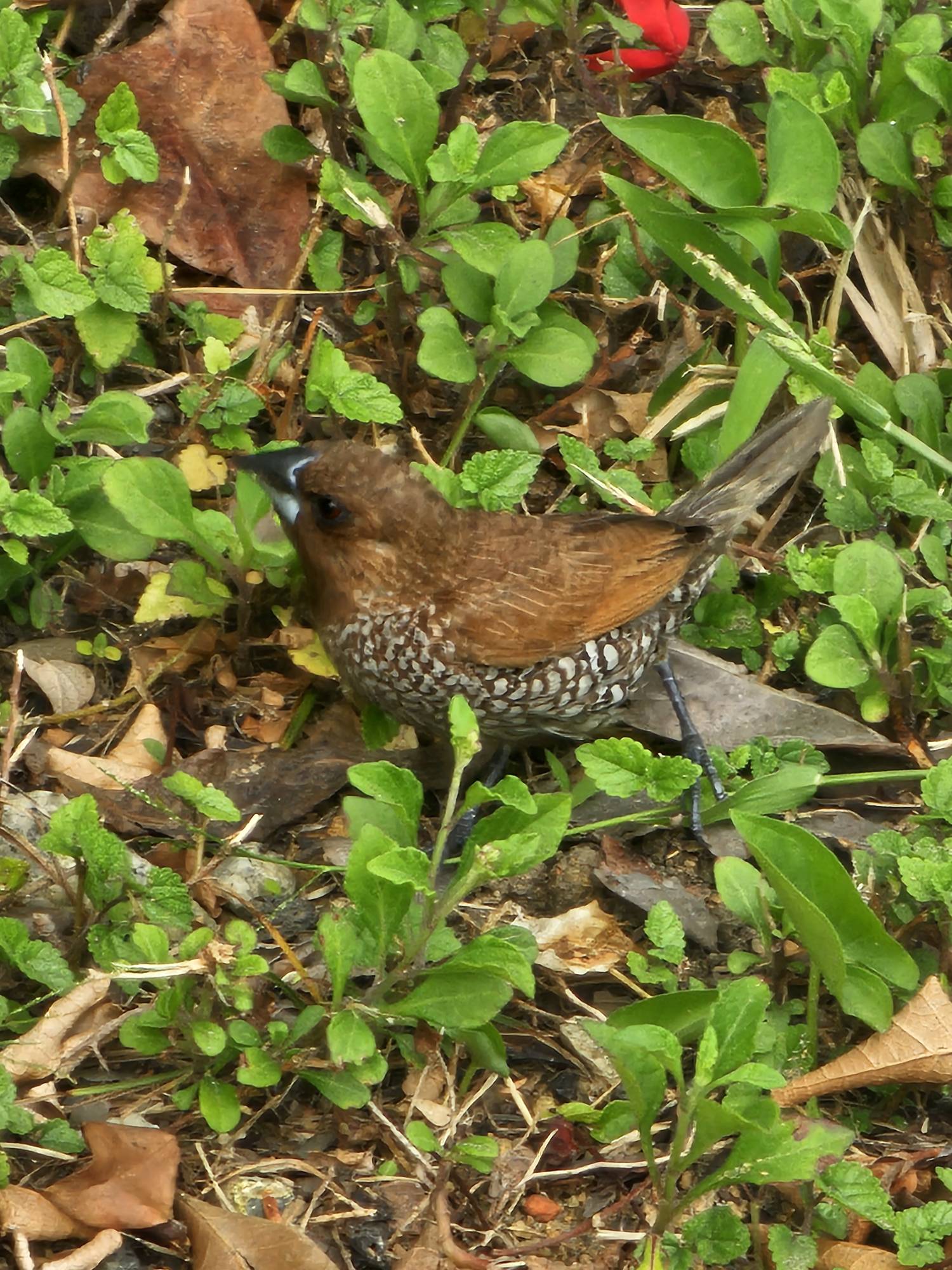 Scaly breasted munia