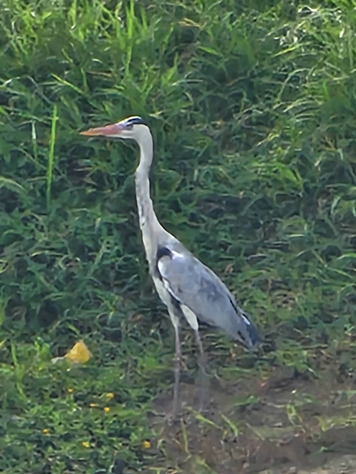 Grey heron